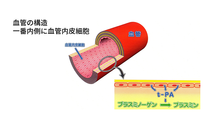 血管の構造